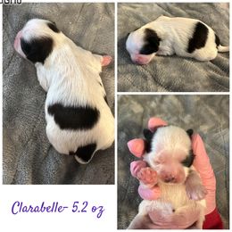 Clarabelle - Black and white female Shih Tzu puppy in Waverly, Ohio from Kara’s Shih Tzu Kuties