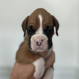 Bobbie - Fawn male Boxer puppy in Apache Junction, Arizona from OTR Boxers