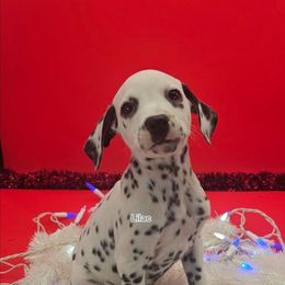 Hua Lilac - White and black female Dalmatian puppy in Conrath, Wisconsin from JSF Dalmatians LLC