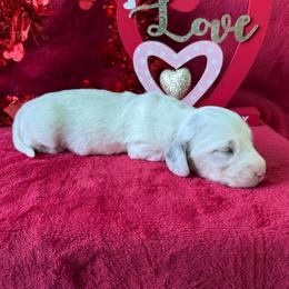 Pedro - Gray (blue) and cream male Dachshund puppy in Lincoln, Arkansas from Red Dirt Dachshunds