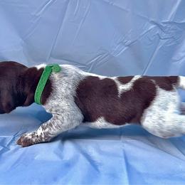 Green collar - White and liver male German Shorthaired Pointer puppy in Fremont, Nebraska from Weiland GSP's