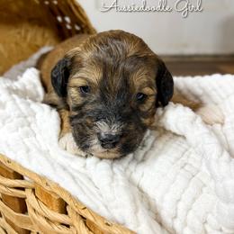Cinderella - Sable female Aussiedoodle puppy in Grove, Oklahoma from Guinn Family Farms