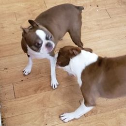 Boston Terriers, Pugs, and Yorkshire Terriers from Land B Star Classy Puppies