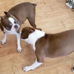 Boston Terriers, Pugs, and Yorkshire Terriers from Land B Star Classy Puppies