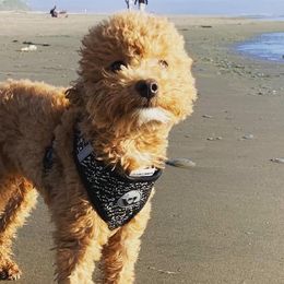 Poodles from Highland View Hills - Mini Poodles