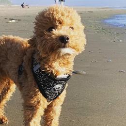 Poodles from Highland View Hills - Mini Poodles