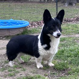 American Corgi puppies from Piney Woods Corgis