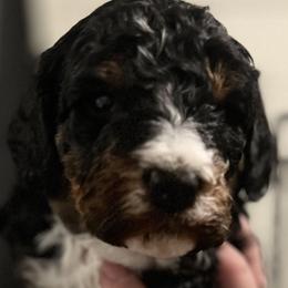 Bernedoodle Puppies from Bernied00dle Love