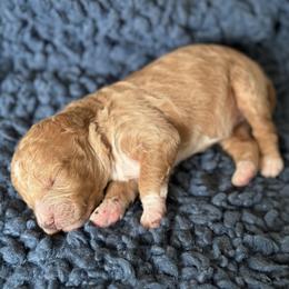 Zinnia - Apricot female Goldendoodle puppy in Sterling, Connecticut from Justine’s Retrievers and Doodles