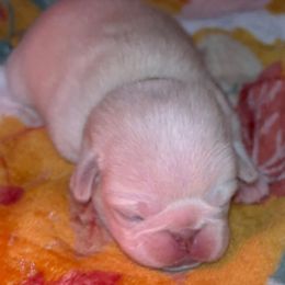 Black-White collar boy - White male Pug puppy in Elma, Washington from Kismet Kennels, Exclusively Pugs