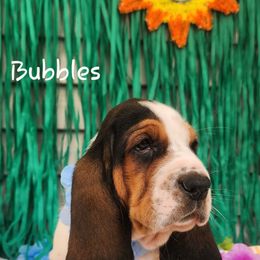 Bubbles - Black brown and white male Basset Hound puppy in Romance, Arkansas from Twin Creek Acres