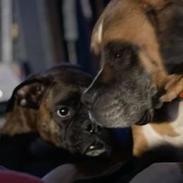 Boxers from Allison's Boxers
