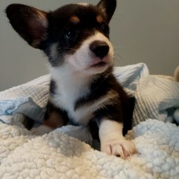 Pembroke Welsh Corgi Puppies from Patrick's Pembroke Welsh Corgis