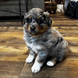 Connor - Blue merle female Australian Shepherd puppy in Kaufman, Texas from Martin's Star Ranch Aussies