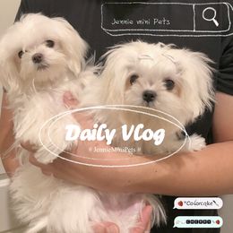 Butter - Maltese