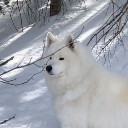 Samoyed All Grown Up from Galaxy Samoyeds