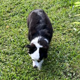 Fifi - Miniature American Shepherd