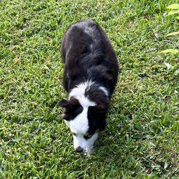 Fifi - Miniature American Shepherd