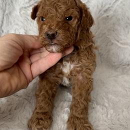 Teddy - Apricot male Goldendoodle puppy in New Britain, Connecticut from Goldendoodles Yorkiepoo Stars CT