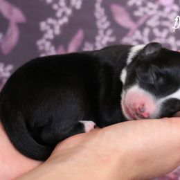 Miniature Australian Shepherd Puppies from Painted Blue Aussies