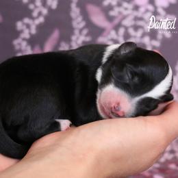 Miniature Australian Shepherd Puppies from Painted Blue Aussies