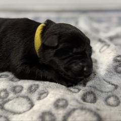 Liv - Black female German Shepherd puppy in Las Vegas, Nevada from Clever Boots Kennel