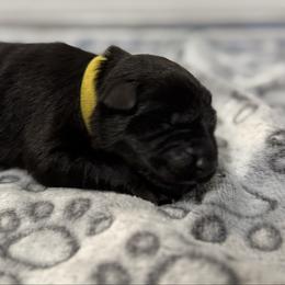 Liv - Black female German Shepherd puppy in Las Vegas, Nevada from Clever Boots Kennel