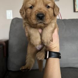 Golden Retriever Puppies from Golden View Ranch