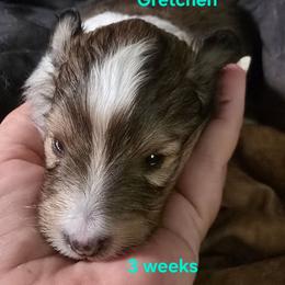 Gretchen - Sable & white female Toy Shetland Sheepdog puppy in Houston, Texas from LaLa's Lilliputian Lassies