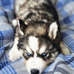 Wind - Sable and white female Siberian Husky puppy in Urbana, Ohio from Fairhaven's Siberian Huskies