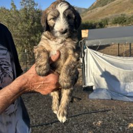 Whoodle puppies from Saddle Mountain Doodles