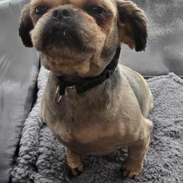 Faith - Shih Tzu