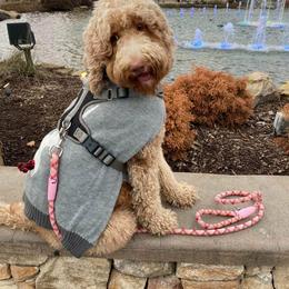 Goldendoodle All Grown Up from Brasingtondoodles