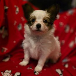 Tuck - White and sable male Papillon puppy in Myakka City, Florida from LaRae's Papillons