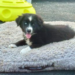 Dixie black bi female - Black & white female Miniature Australian Shepherd puppy in Lemon Cove, California from Magic Ranch Mini Aussies