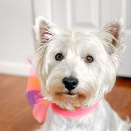 Cece - West Highland White Terrier