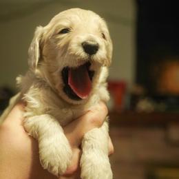 Persephone - Cream female Goldendoodle puppy in Portsmouth, Virginia from Hopping Howlers Ranch