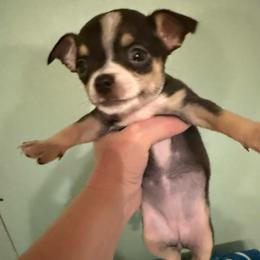 Dove - Chocolate and tan female Chihuahua puppy in Royal Center, Indiana from Marvelous Chihuahuas