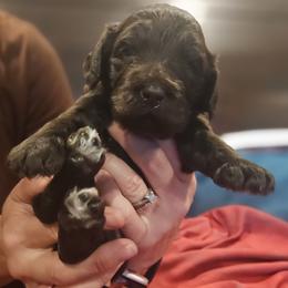 Amalfi - Chocolate male Labradoodle puppy in Ocean Breeze, Florida from 7 Puppies