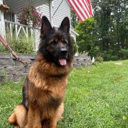 Silka - Black and red female German Shepherd puppy in Lawton, Michigan from Free Indeed Shepherds