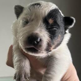 Boy 4 - Blue male Australian Cattle Dog puppy in Irvington, Kentucky from Dry Valley’s Australian Cattle Dogs