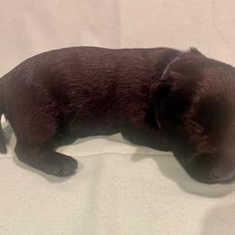 Spruce (Blue) - Black male Scottish Terrier puppy in Jefferson, North Carolina from McGuire’s High Country Terriers