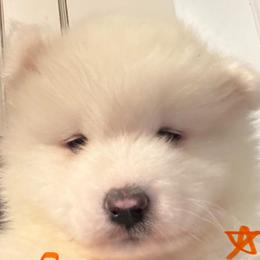 Orange Boy - White male Samoyed puppy in Hellertown, Pennsylvania from O’blako Samoyeds
