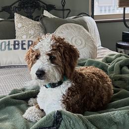 Golden Mountain Doodle All Grown Up from Pup Paw-fection