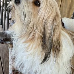 Honeybee - Havanese