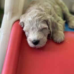Australian Cobberdog Puppies from Mud Pies Australian Cobberdogs