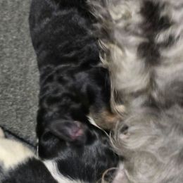 Boy 1 - Black tri-color male Aussiedoodle puppy in Lebanon, Oregon from Abbott Family Farm