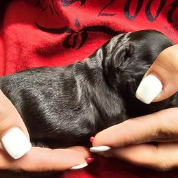 Athena - Black female Cockapoo puppy in Indiahoma, Oklahoma from Phamily Doodles
