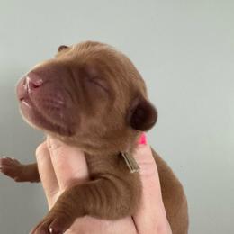 Grey collar - Yellow female Labrador Retriever puppy in Hartly, Delaware from Triple Threat Labradors