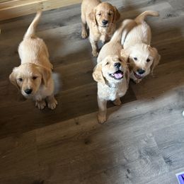 Golden Retriever Puppies from Apple Country Retrievers